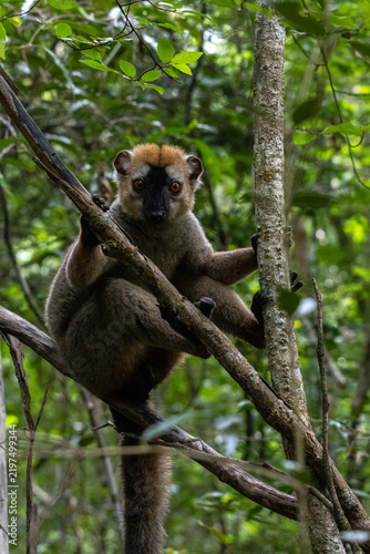 Konstfotografi Red-Fronted Brown Lemur Clinging to Tree Branches in Kirindy Forest