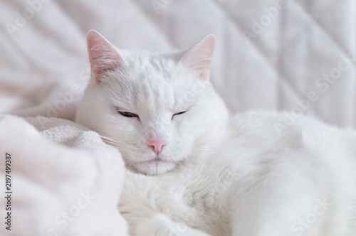 Funny domestic white cat squinting eyes on soft bed. Sleepy lazy pet chilling or napping at home, relaxation and comfortable lifestyle concept. Closeup view, copy space.