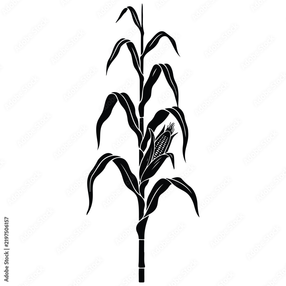 Obraz premium Corn stalk silhouette vector illustration showing ear of maize for agricultural farm theme.