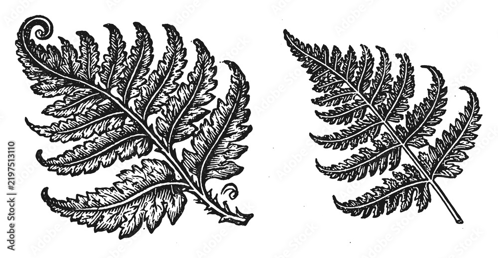 Obraz premium PNG Vintage botanical fern leaves isolated, transparent background