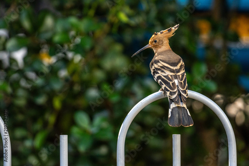 Obraz na plátně A hoopoe in my building's garden