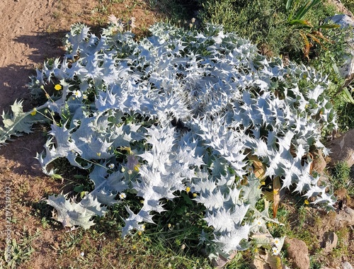 Obraz na plátne Overhead view of sprawling silver white spiny eryngium thistle rosette flourishi