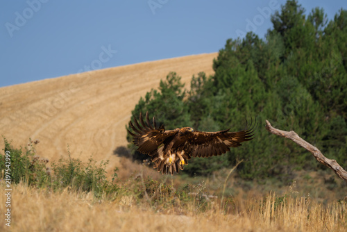 Foto Wild Golden Eagle (Aquila chrysaetos) landing with fully spread wings in a rural