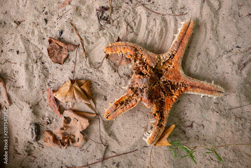 Bild auf Leinwand Dead Northern Pacific seastar (Asterias amurensis) lying on a sandy shoreline