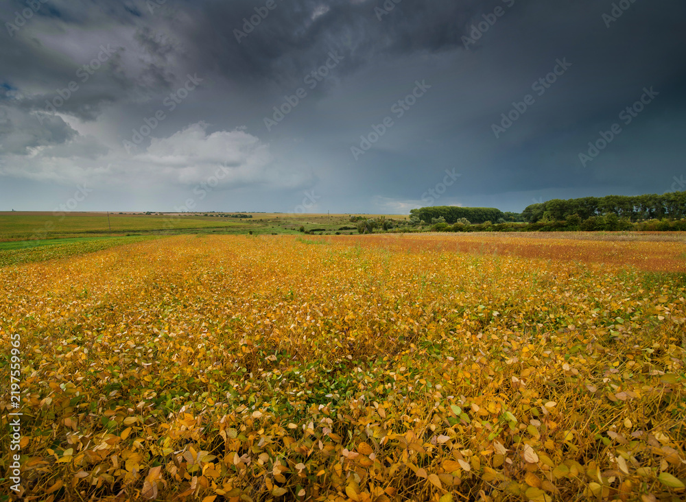 Obraz premium a field of soybeans with yellowish leaves before harvest under dark storm sky