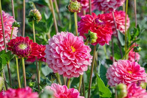 two-colored Hullegie dahlia surrounded by flowers and flower buds
