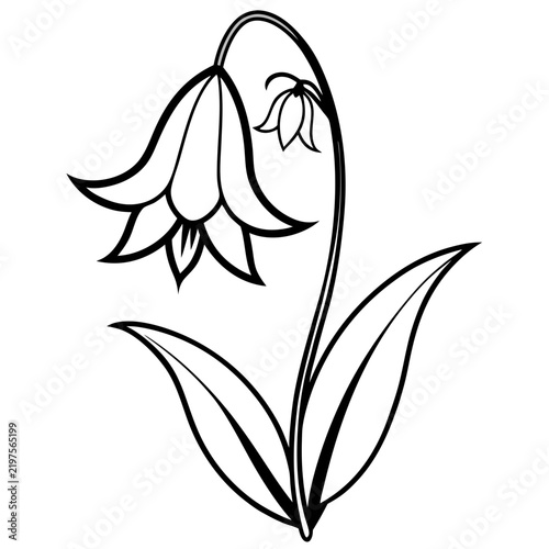 Minimal Bluebell Vector on White