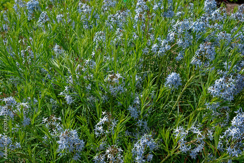 Amsonia bush closeup in full bloom