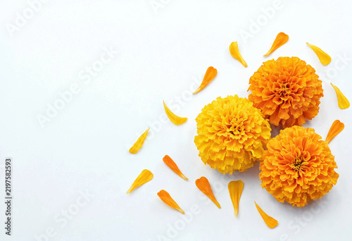 Three marigold flowers with scattered petals isolated on white background
