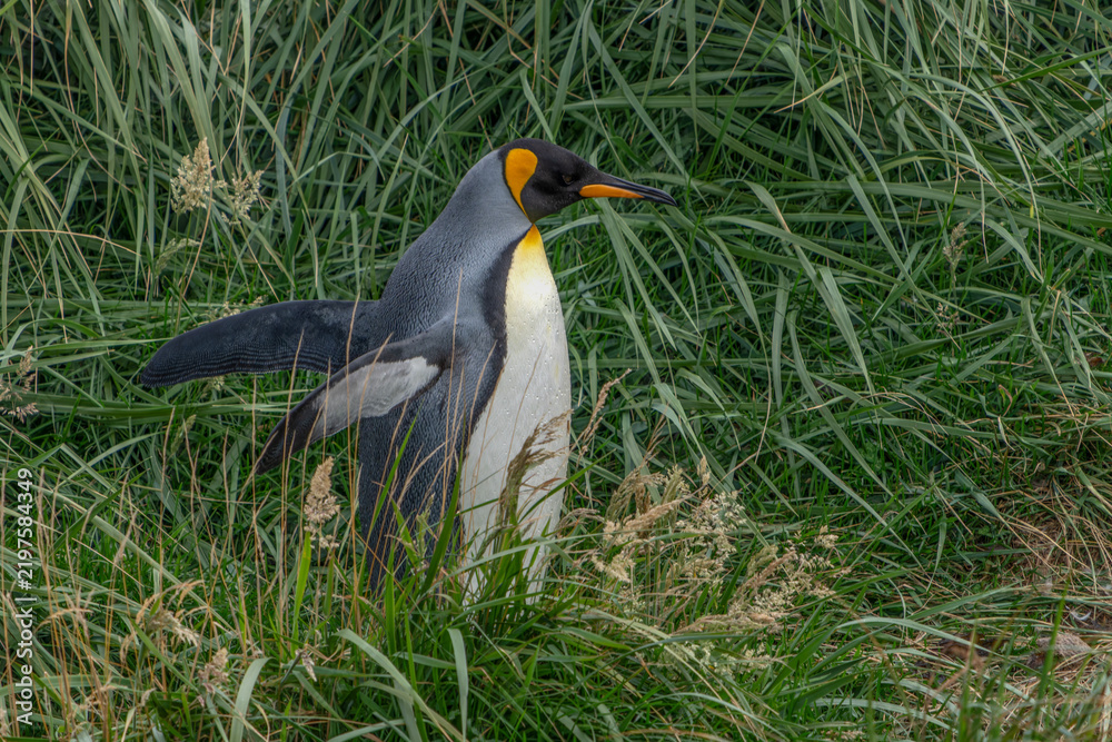 Obraz premium King Penguin (Aptenodytes patagonicus) walking on Coastal Grassland Tierra del Fuego, Patagonia, Chili. 