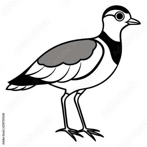 Minimal Dotterel Line Art Vector on White Background