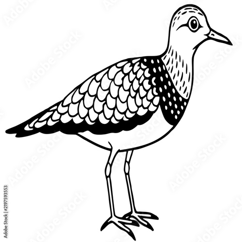 Minimal Dotterel Line Art Vector on White Background