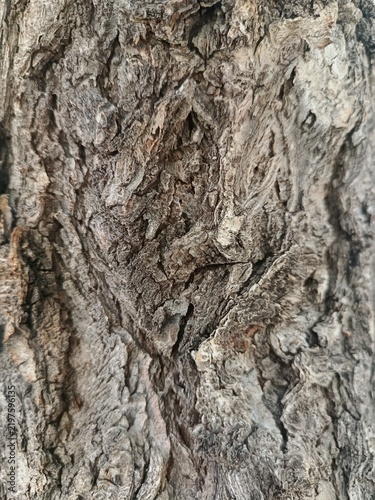 Tree bark texture