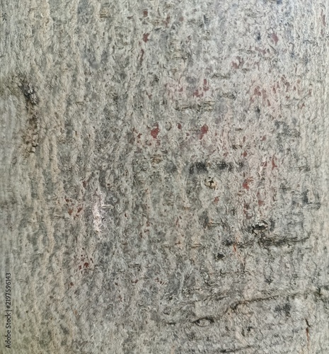 Texture of a tree bark