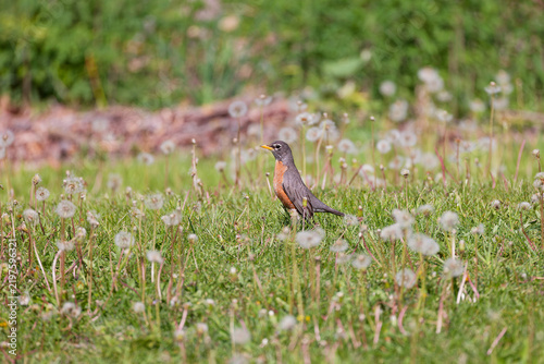  American robin (Turdus migratorius), a common and familiar songbird in the meadow