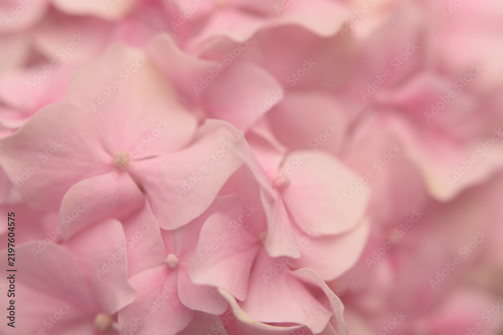 Fototapeta premium Smoke soft focus close-up cream beige, pink Hydrangea Flower bud Petals,. Natural art light blur background.
