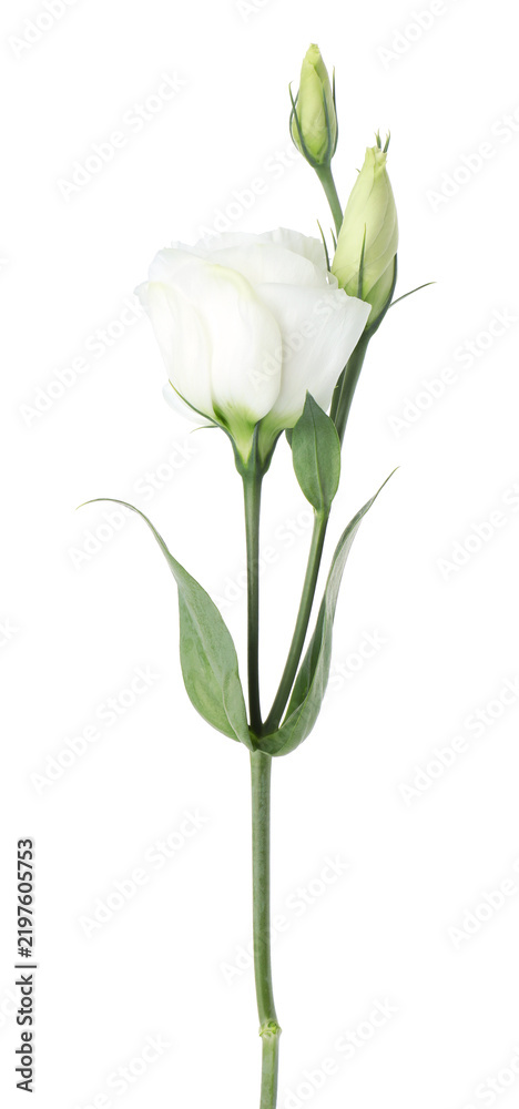 Obraz premium Beautiful blooming eustoma flowers isolated on white