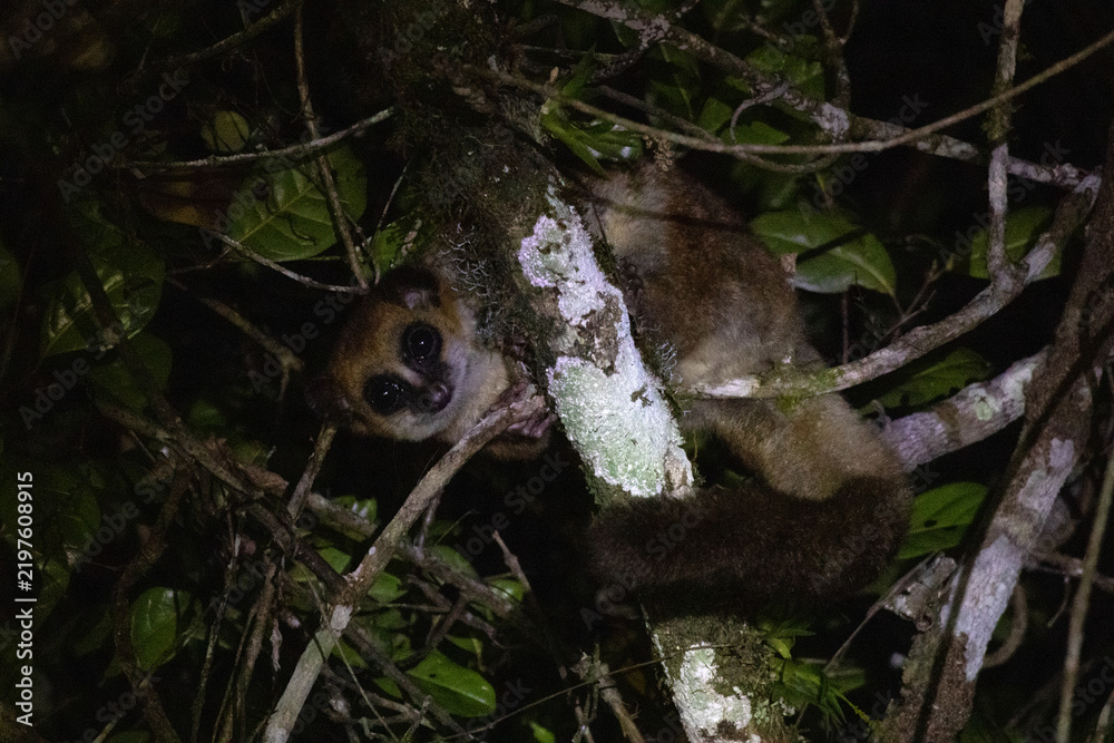 Obraz premium Dwarf Lemur Spotted on Night Hike Andasibe-Mantadia National Park Madagascar