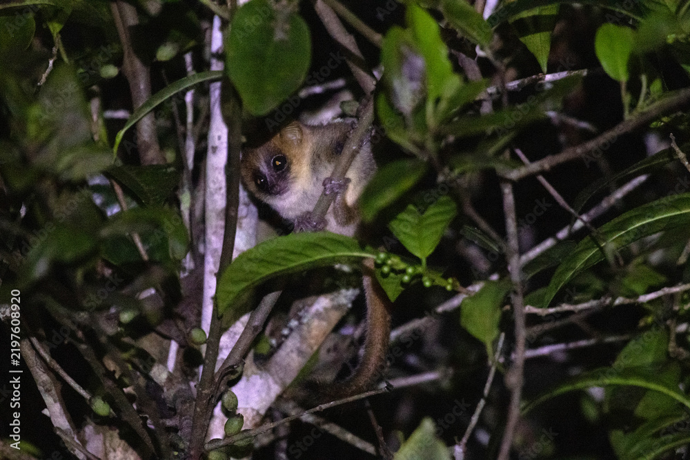Fototapeta premium Goodmans Mouse Lemur Nocturnal Primate Andasibe-Mantadia National Park Madagascar