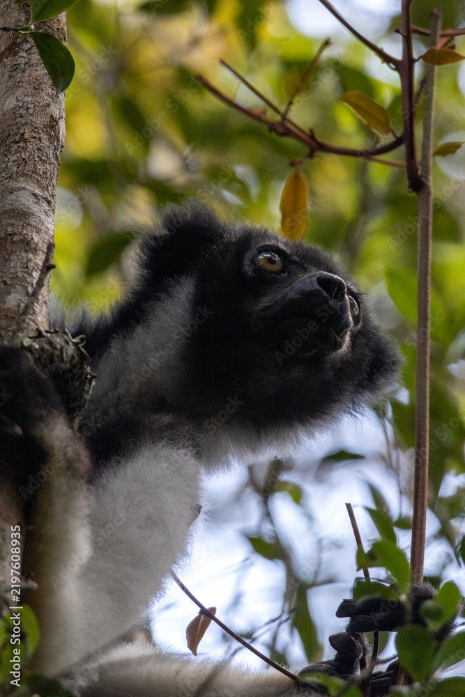 Obraz premium Indri Indri Largest Living Lemur Portrait Andasibe-Mantadia National Park Madagascar