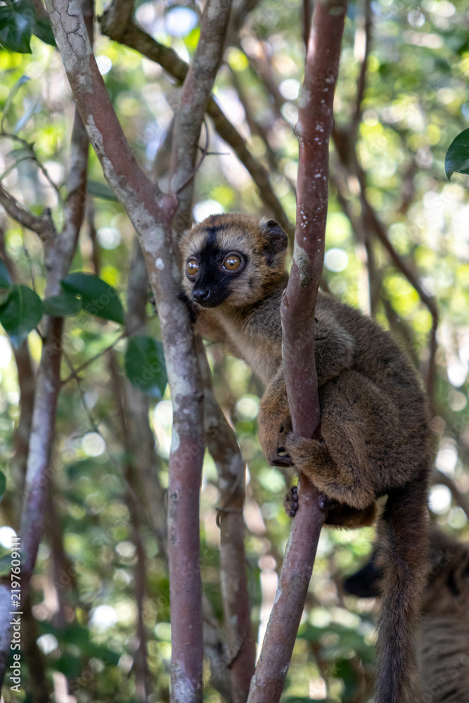 Fototapeta premium Brown Lemur on Tree Branches Vakona Forest Reserve Madagascar