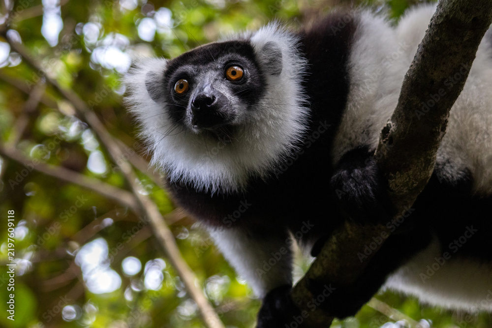 Fototapeta premium Black-and-White Ruffed Lemur Portrait Close-Up Vakona Reserve Madagascar