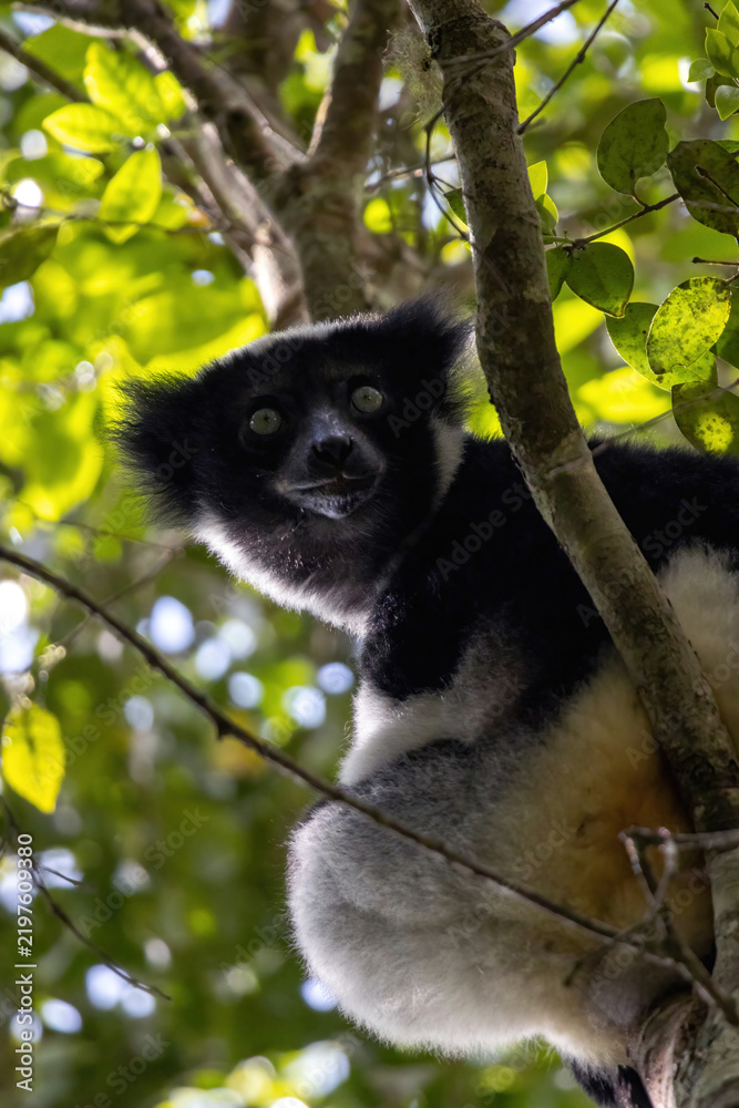 Fototapeta premium Indri Lemur Portrait Framed by Green Foliage in Andasibe-Mantadia National Park Madagascar