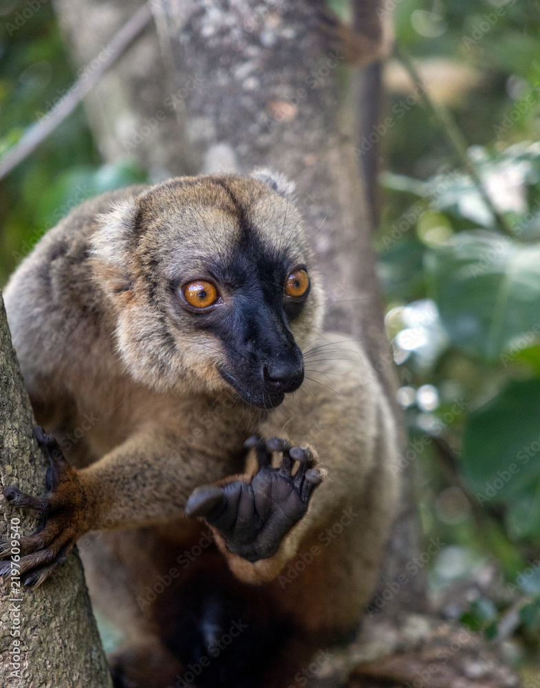 Fototapeta premium Common Brown Lemur Reaching Out with an Open Hand at Vakona Forest Reserve Madagascar