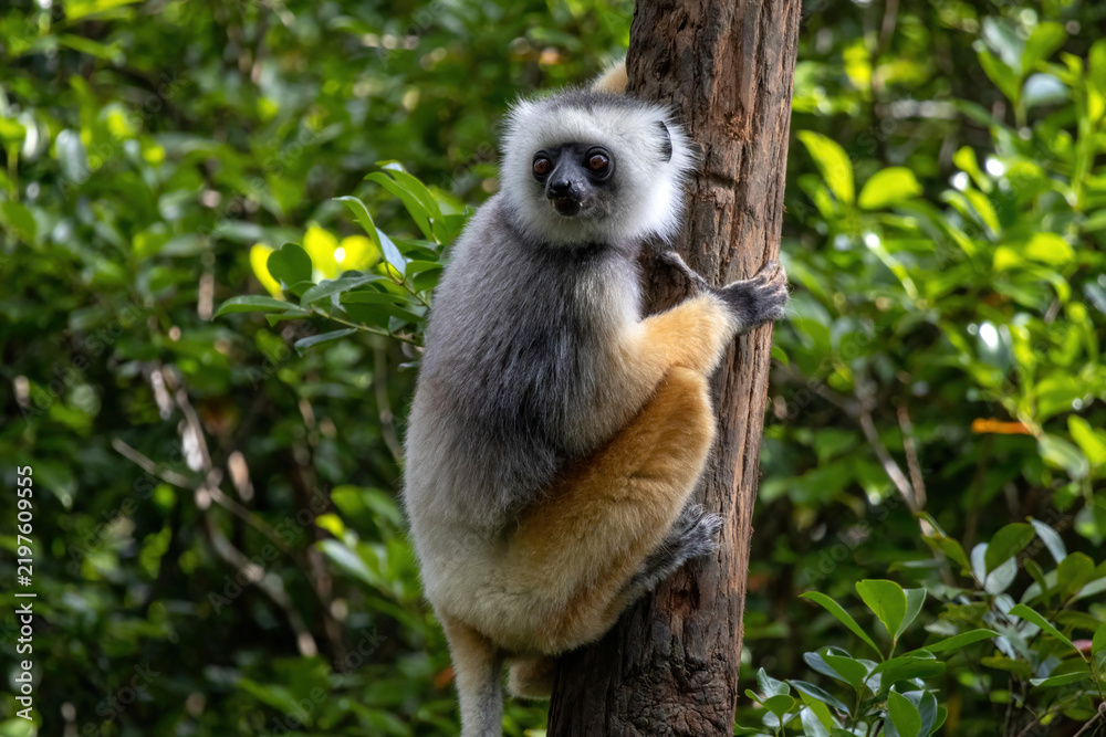 Obraz premium Diademed Sifaka Clinging to a Tree Trunk in the Forest at Vakona Reserve Madagascar
