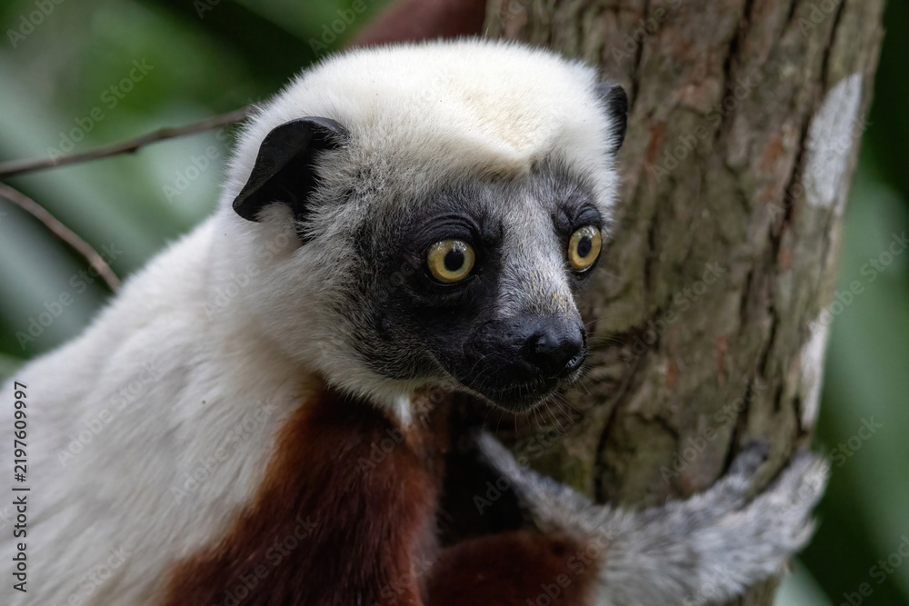 Obraz premium Coquerel's Sifaka Lemur Close-Up Portrait on Tree Trunk Madagascar