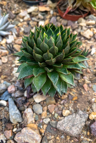Foto Haworthia cymbiformis succulent with rosette leaves, native South Africa, used in indoor gardening and rockery decoration, compact drought tolerant houseplant