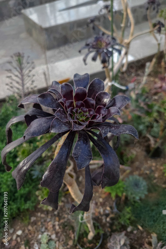 Картината върху платно Aeonium arboreum 'Zwartkop' dark succulent rosette, native Canary Islands, used in garden landscaping and exotic collection, drought tolerant perennial plant