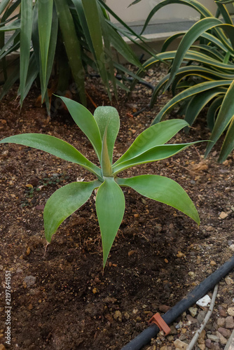 Fotografie Agave attenuata young plant growing in soil, native Americas, used in botanical gardens and landscaping, drought tolerant ornamental plant
