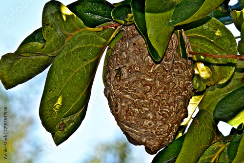Yellowjacket paper nests feature a distinctive exterior with swirling patterns of gray, brown, and tan.