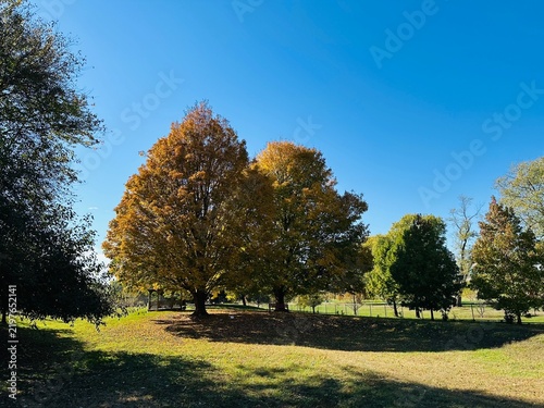 Fotografie Trees on hillside with autumn colors just beginning