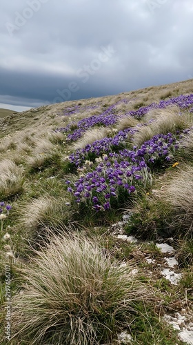 Cloudy calcareous grassland with flowers and natural copy space