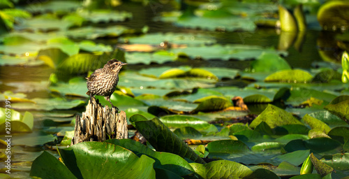 фотографія Female Red-winged Blackbird perched on a weathered partially submerged log surrounded by lily pads on a sunny day