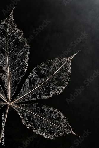 Obraz na płótnie Skeletonized Horse Chestnut Leaves on Deep Black Background
