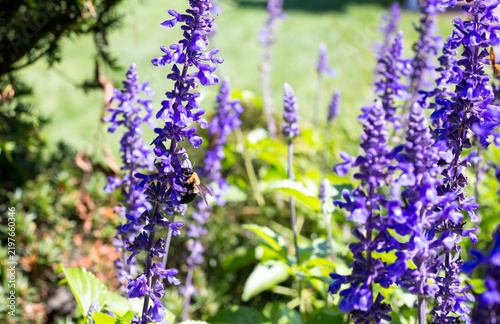 An Eastern Carpenter Bee perched on Mealy Blue Sage blooms