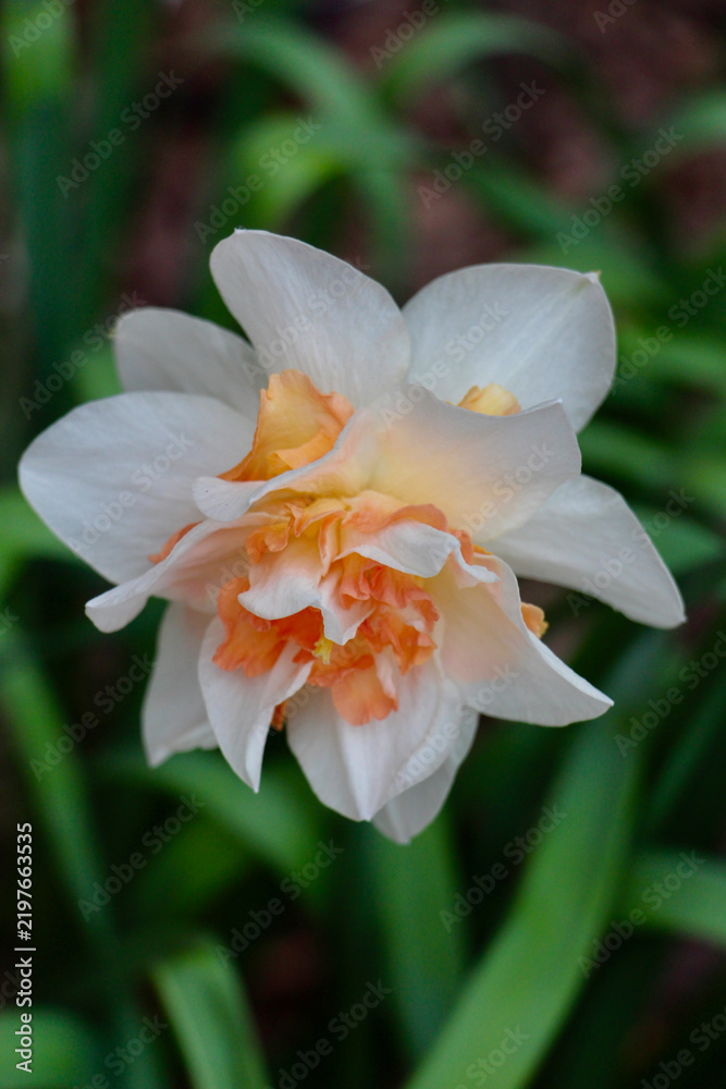 Fototapeta premium Orange and White Double daffodil