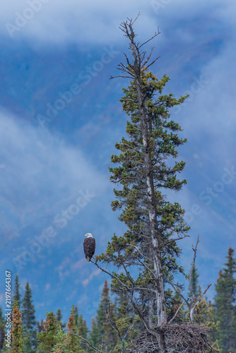 Bald Eagle perched in evergreen tree above nest in forest near misty mountains