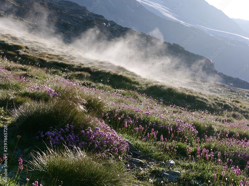 Fototapeta premium Wildflower meadow near Matterhorn with dust and sunlight