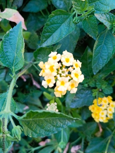 Bild auf Leinwand Small clusters of pale yellow and white lantana flowers blooming among dark green leaves