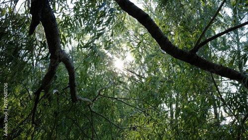 La lumière du soleil traversant les branches d'un saule en forêt. Un soleil dans la forêt.
