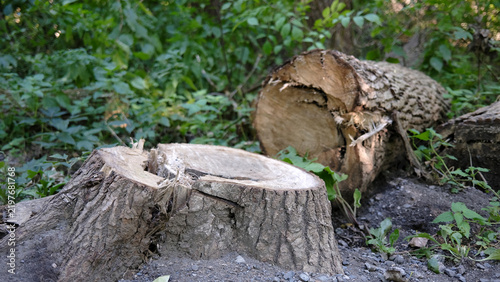 Souche en forêt. Troncs d'un arbre abattu. Souche d'arbre coupé en forêt. Le concept de déforestation. Foresterie.