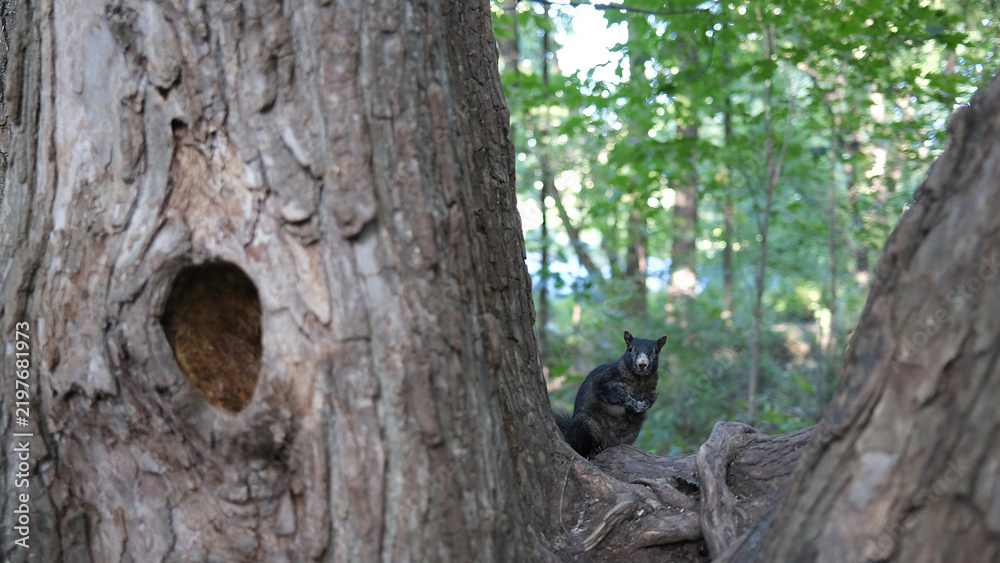 Obraz premium Écureuil noir dans un parc par une journée ensoleillée, près d'un grand arbre. Écureuil gris de l'Est, Sciurus carolinensis, dans une zone boisée, au Québec.