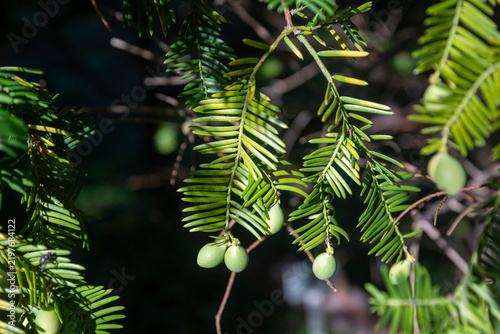 Quadro su tela Close-up of yew tree branch with green needle-like leaves and unripe green berries