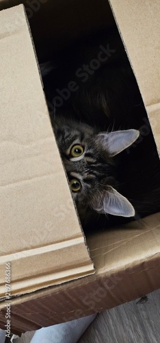 cat of the box