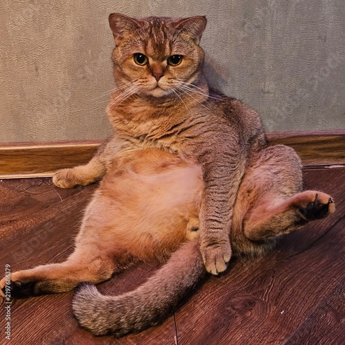 cat sitting on the floor