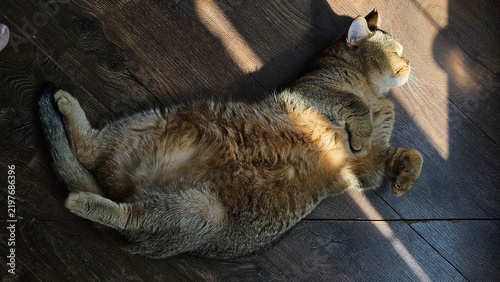 cat and mouse